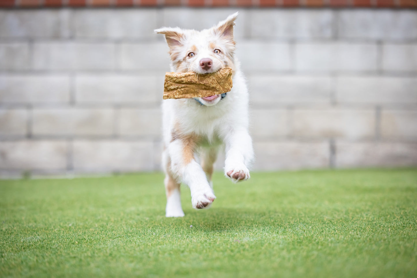 Barking Buddha Peanut Butter Beef Cheek™ Slice Small, Dog Chew