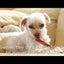 Tuesday's Natural Dog Company 12-inch Single Tremenda Stick, Dog Chew