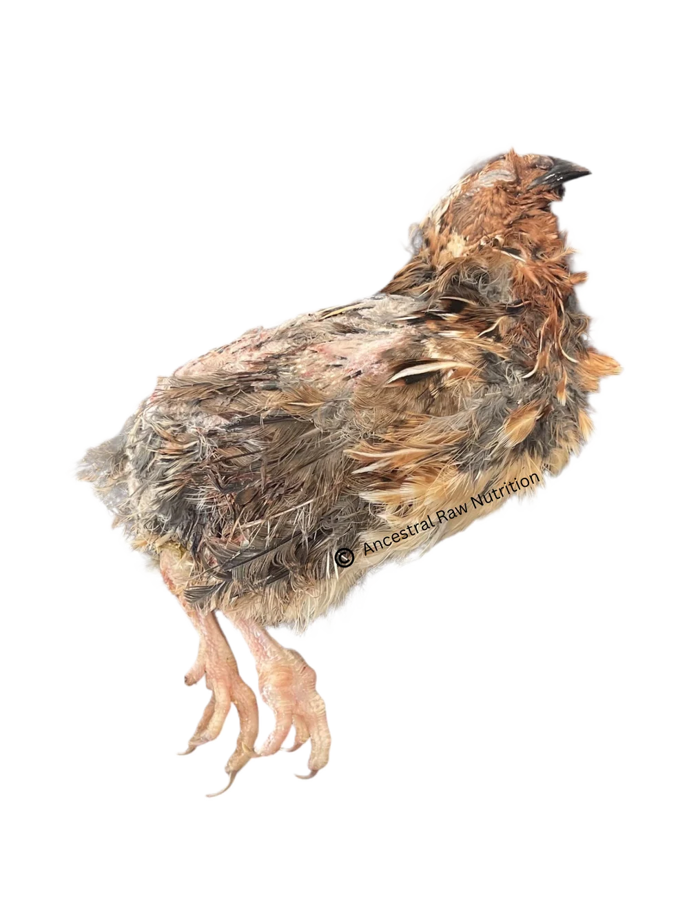 Ancestral Raw Nutrition Raw Whole Prey Quail, Frozen Raw Dog Treat