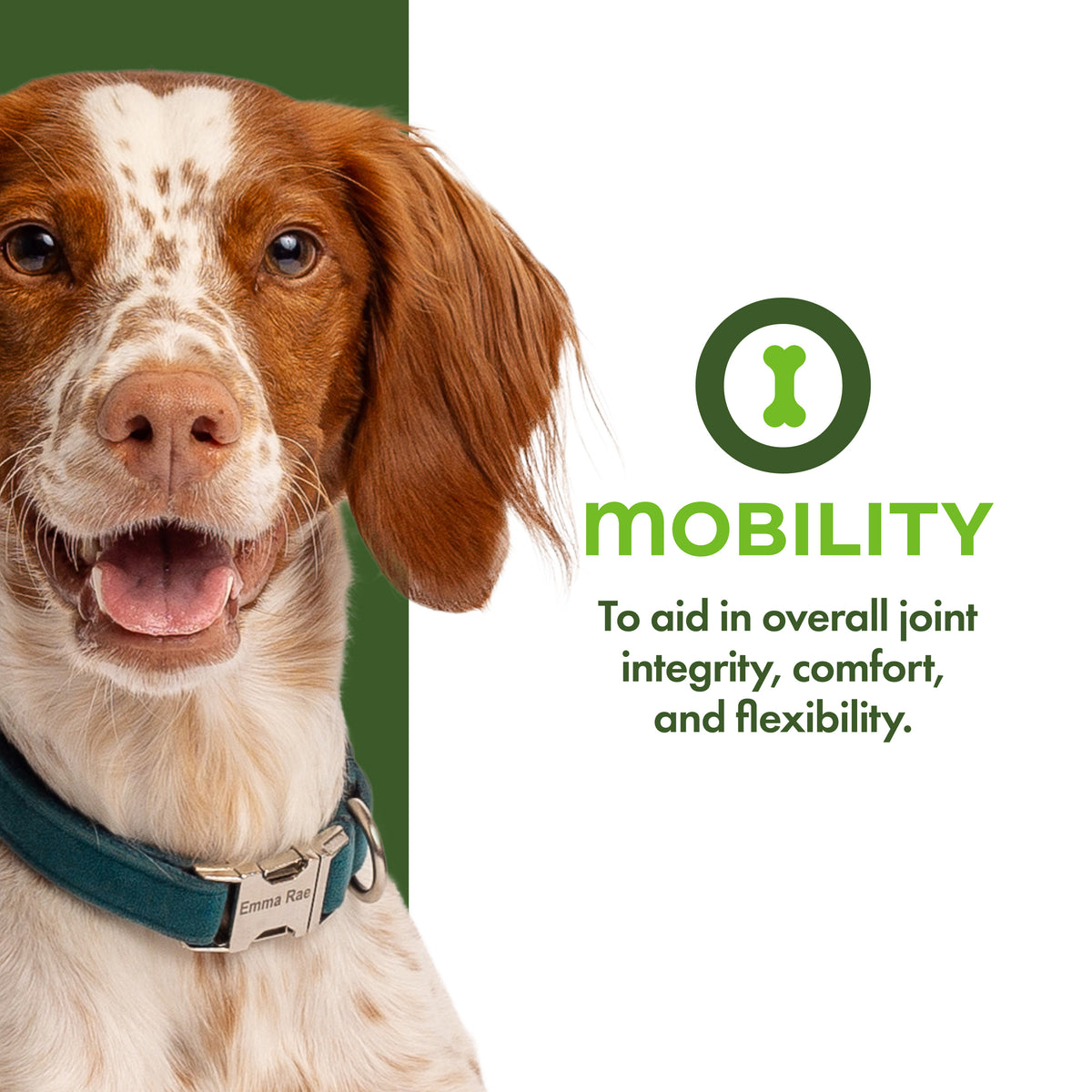Fromm Nutritionals Mobility Supplement Pate, Wet Dog Food, 13-oz Case of 12