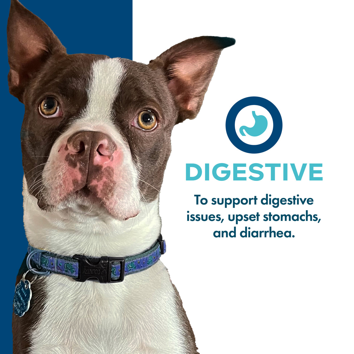 Fromm Nutritionals Digestive Supplement Pate, Wet Dog Food, 13-oz Case of 12