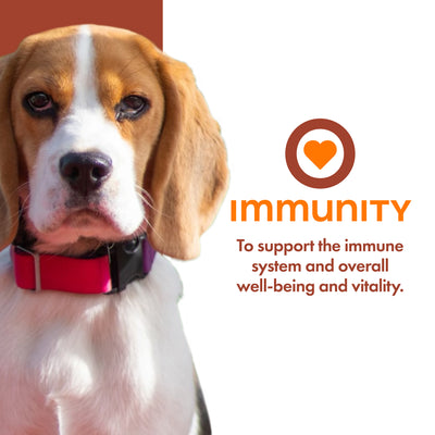 Fromm Nutritionals Immunity Supplement Pate, Wet Dog Food, 13-oz Case of 12