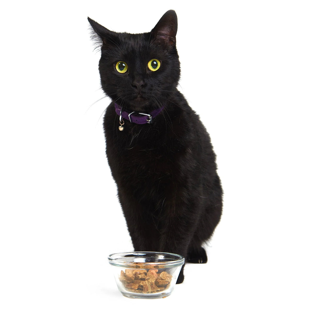 Smack Pacific Fish Feast, Dehydrated Cat Food, 7.4-oz Pouch