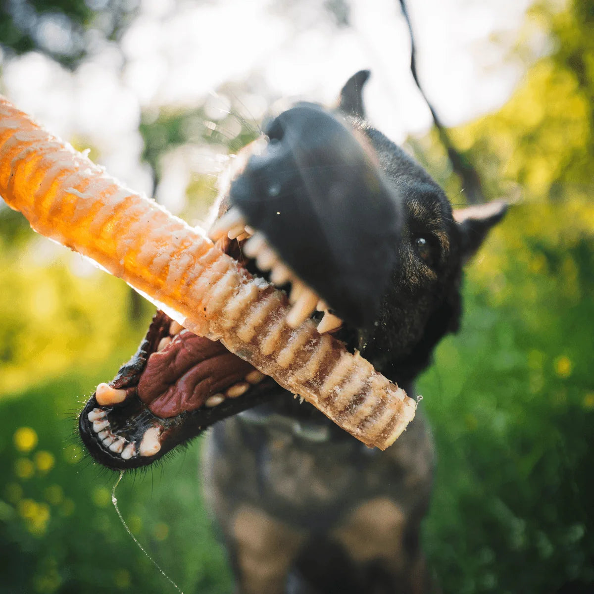 Natural Farm Beef Trachea, Dog Chews