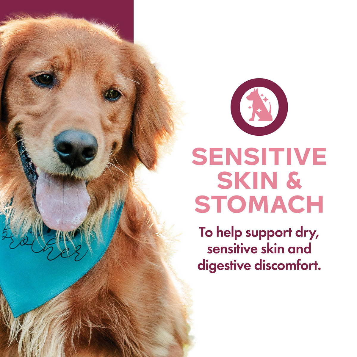 Fromm Nutritionals Sensitive Skin & Stomach Pate, Wet Dog Food, 13-oz Case of 12
