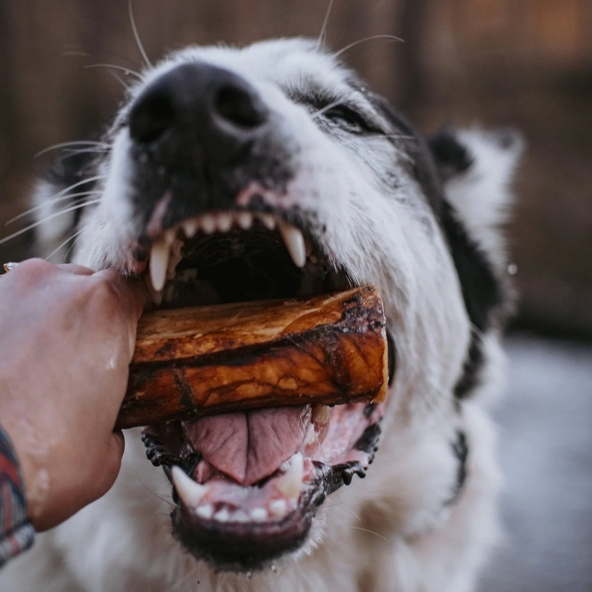 Natural Farm Beef Marrow Bones, Dog Chew