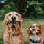 Natural Farm 5-6in Bully Springs, Dog Chews