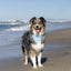 Dog Bandana Co. Shores Dog Bandana Tie & Snap