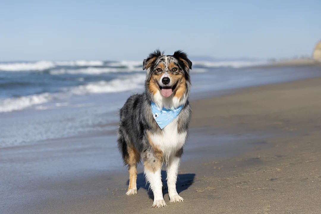 Dog Bandana Co. Shores Dog Bandana Tie & Snap