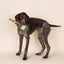 Chewffon Champagne Squeaky, Dog Toy