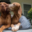 Tall Tails Dream Chaser Bolster Bed, Dog Bed, Charcoal