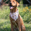 Dog Bandana Co. Camping & Smores Dog Bandana Tie & Snap