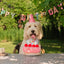 Chewffon Roll-Cake Snuffle, Dog Toy