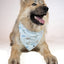 Dog Bandana Co. Birthday Boy & Gotcha Day Dog Bandana Tie & Snap