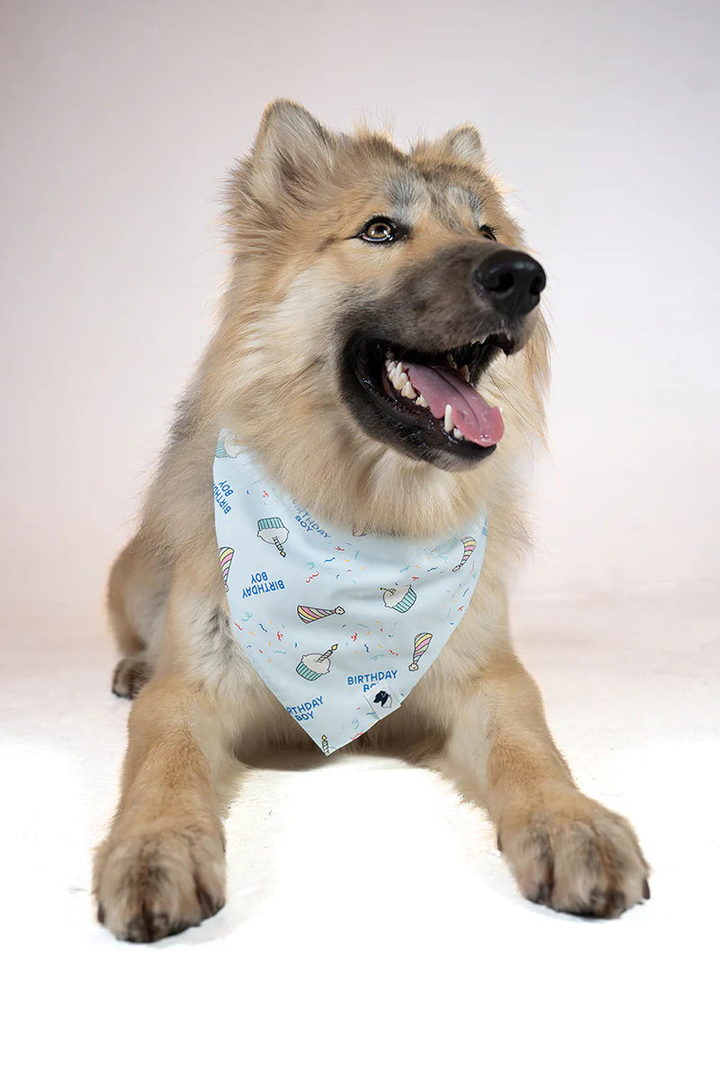Dog Bandana Co. Birthday Boy & Gotcha Day Dog Bandana Tie & Snap