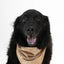 Dog Bandana Co. Smiles Dog Bandana Tie & Snap