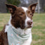 Dog Bandana Co. Daisy Dog Bandana Tie & Snap