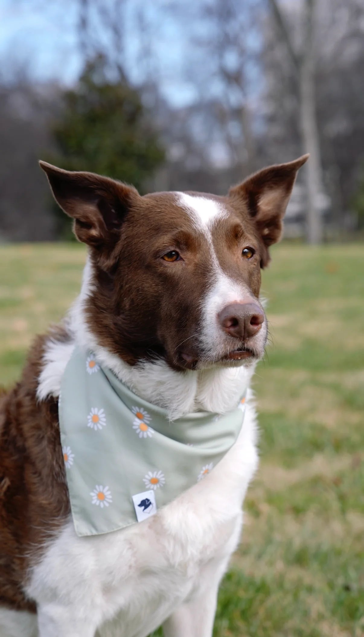 Dog Bandana Co. Daisy Dog Bandana Tie & Snap