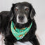 Dog Bandana Co. Football & Baseball Dog Bandana Tie & Snap