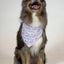 Dog Bandana Co. Birthday Girl & Gotcha Day Dog Bandana Tie & Snap