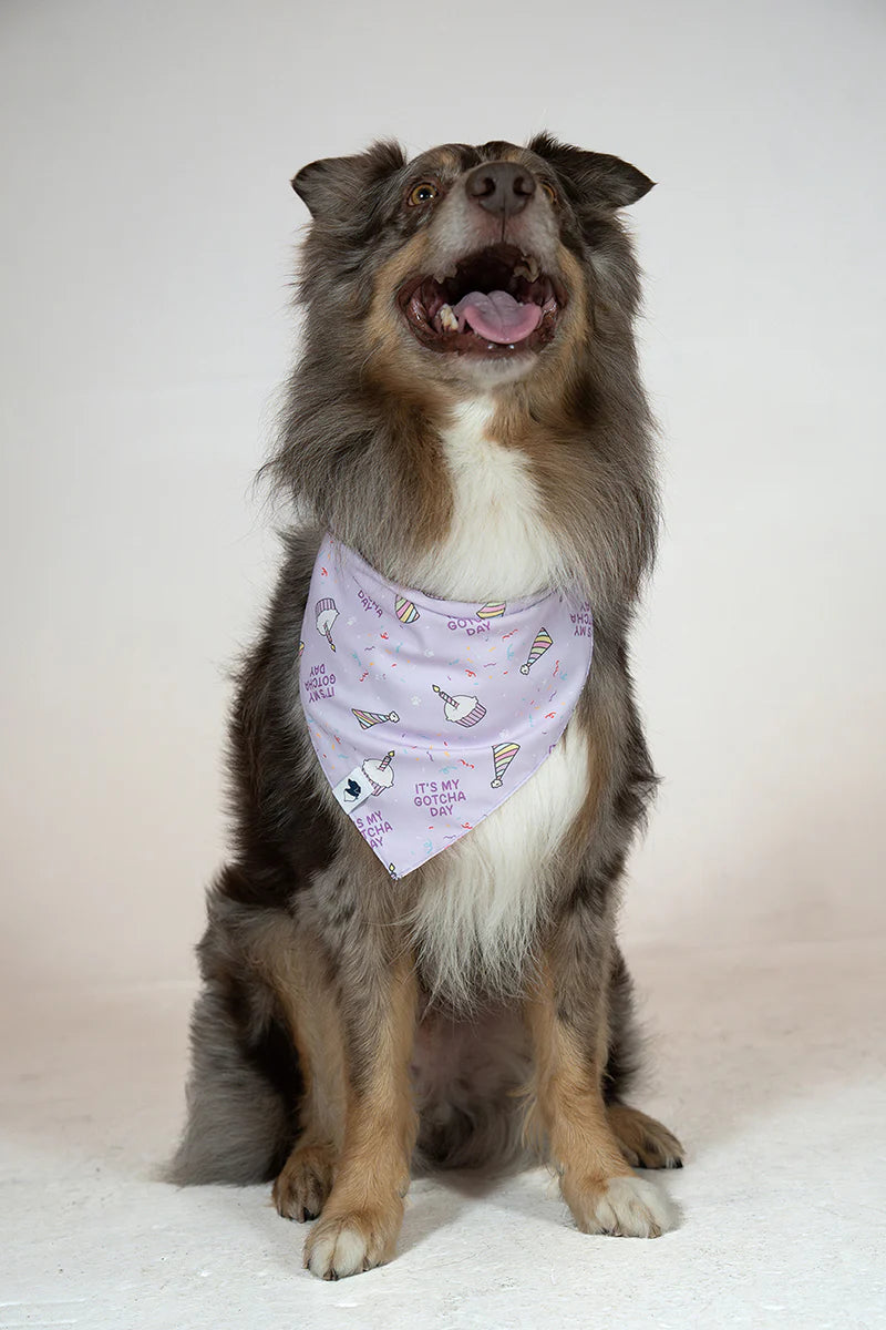 Dog Bandana Co. Birthday Girl & Gotcha Day Dog Bandana Tie & Snap