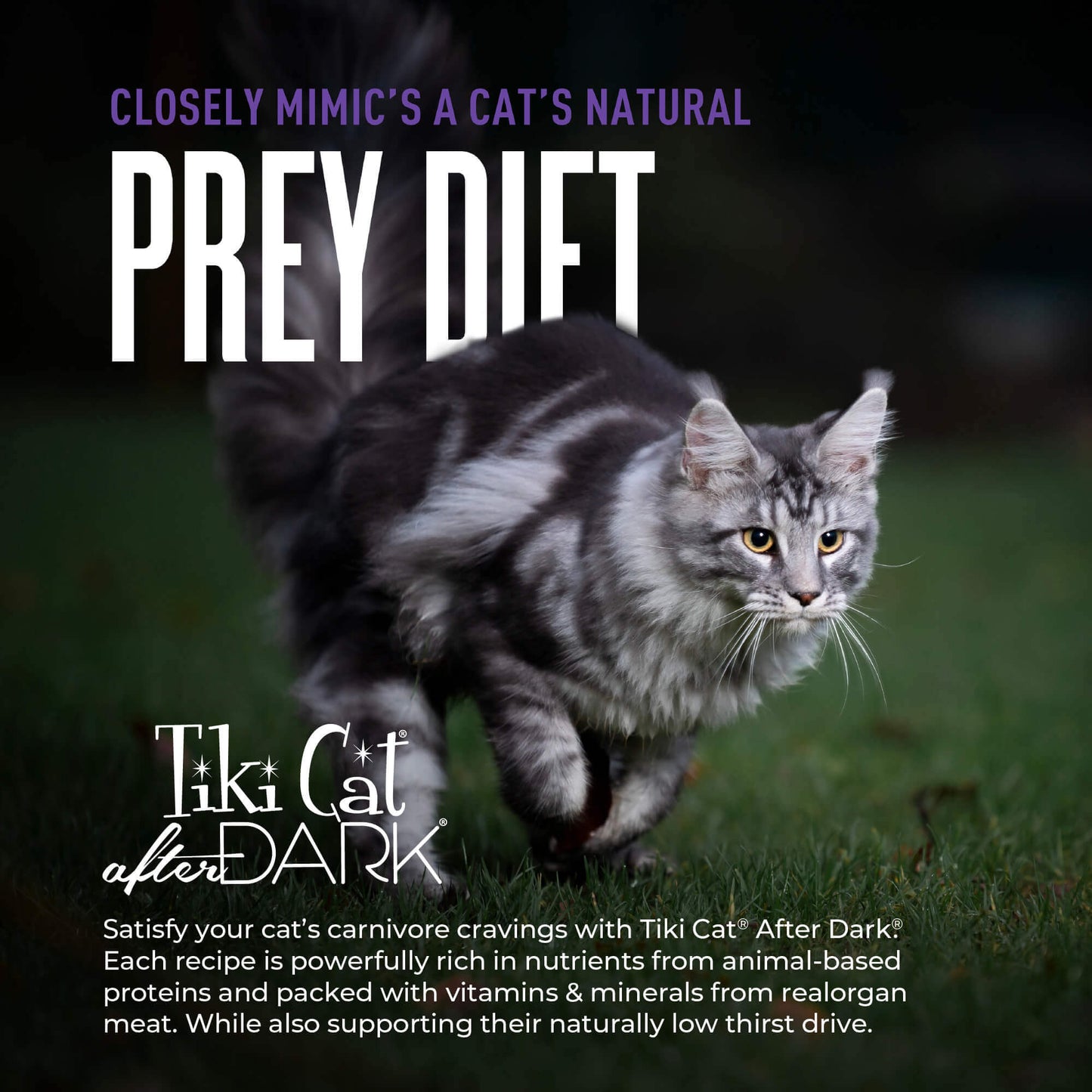 Tiki Cat After Dark Shreds Chicken, Quail & Chicken Liver Recipe in Broth, Wet Cat Food, 3-oz Case of 12