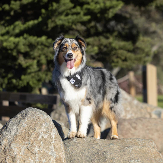 Dog Bandana Co. Blue Moon & Lightning Dog Bandana Tie & Snap