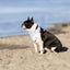 Dog Bandana Co. USA Dog Bandana, Tie & Snap