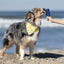 Dog Bandana Co. Popsicle Dog Bandana Tie & Snap