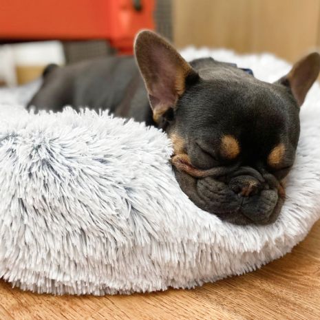 Tall Tails Cuddle Donut, Dog Bed, Gray