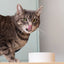 Open Farm Harvest Chicken Morsels in Gravy for Cats, Wet Cat Food, 5.3-oz, Case Of 12