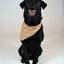Dog Bandana Co. Smiles Dog Bandana Tie & Snap