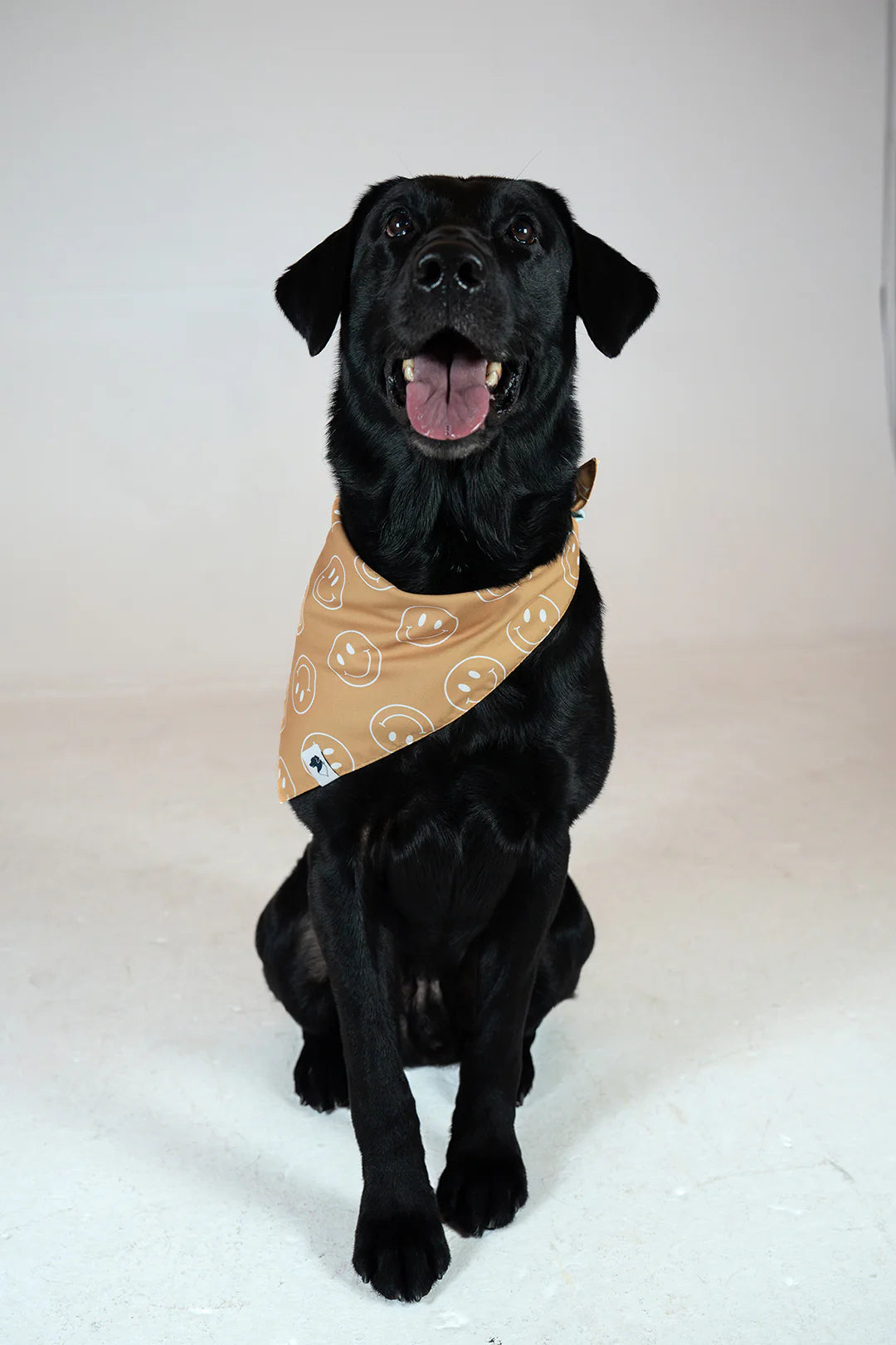 Dog Bandana Co. Smiles Dog Bandana Tie & Snap