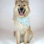 Dog Bandana Co. Birthday Boy & Gotcha Day Dog Bandana Tie & Snap