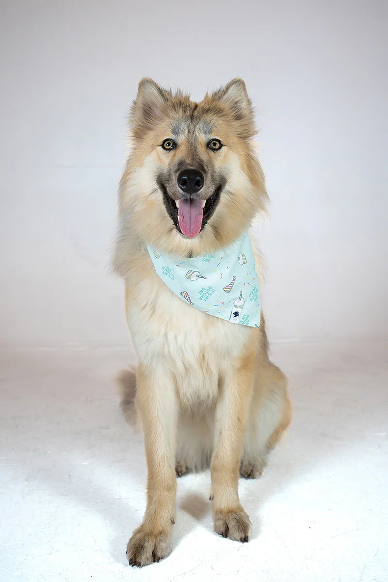 Dog Bandana Co. Birthday Boy & Gotcha Day Dog Bandana Tie & Snap
