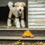 Chewffon Chestnut Squeaky, Dog Toy