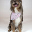 Dog Bandana Co. Birthday Girl & Gotcha Day Dog Bandana Tie & Snap