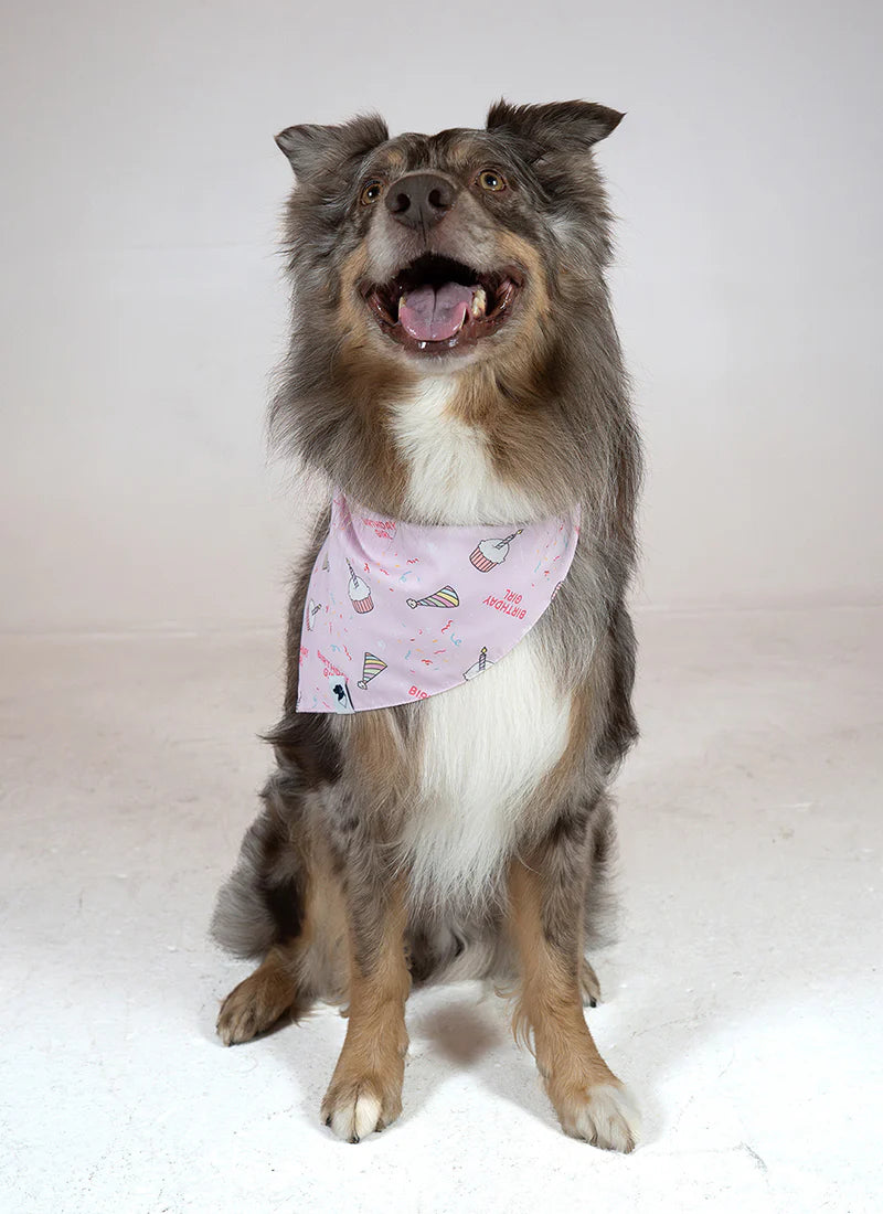 Dog Bandana Co. Birthday Girl & Gotcha Day Dog Bandana Tie & Snap