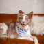 Dog Bandana Co. Lavender Dog Bandana Tie & Snap