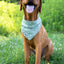 Dog Bandana Co. Camping & Smores Dog Bandana Tie & Snap