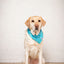 Dog Bandana Co. Tee Time Dog Bandana, Tie & Snap