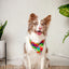 Dog Bandana Co. Love Wins Dog Bandana Tie & Snap