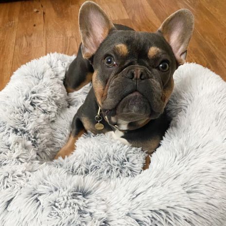 Tall Tails Cuddle Donut, Dog Bed, Gray