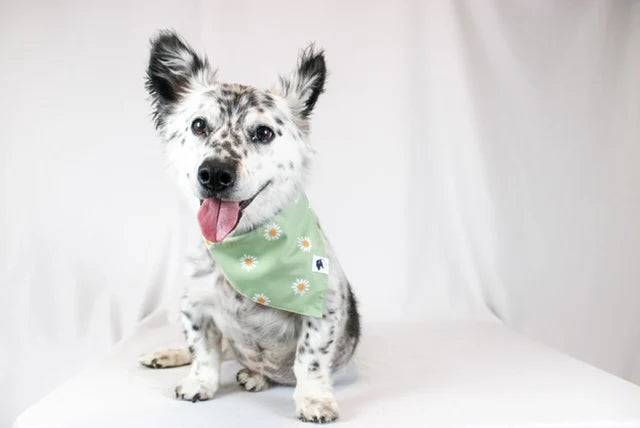 Dog Bandana Co. Daisy Dog Bandana Tie & Snap