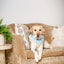 Dog Bandana Co. American Summer Dog Bandana Tie & Snap