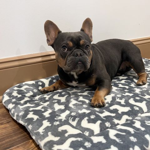 Territory Crate Mat, Dog Bed