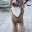 Dog Bandana Co. Popsicle Dog Bandana Tie & Snap