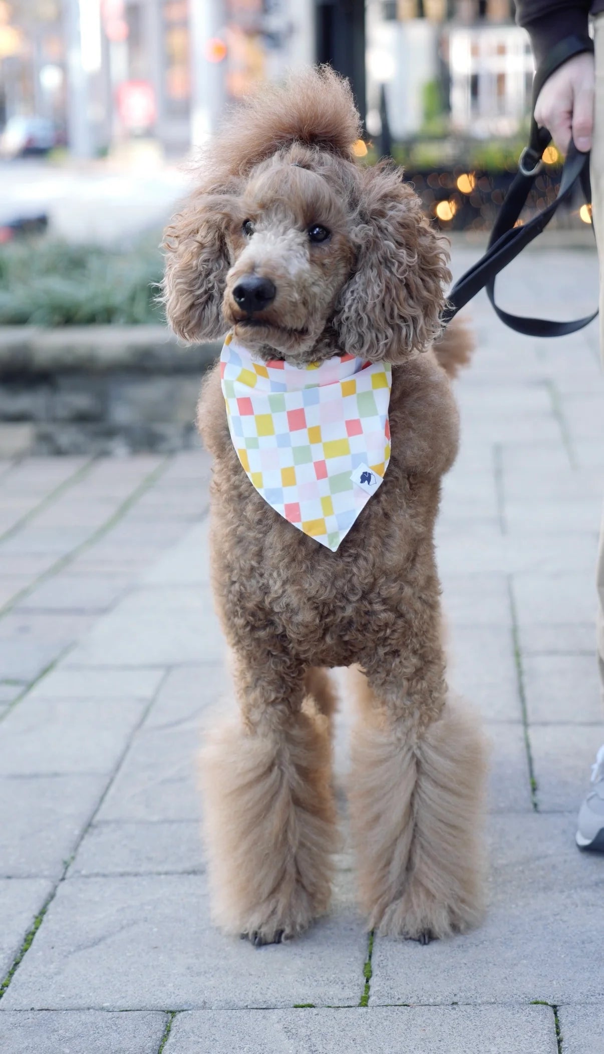 Dog Bandana Co. Popsicle Dog Bandana Tie & Snap