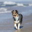 Dog Bandana Co. Shores Dog Bandana Tie & Snap
