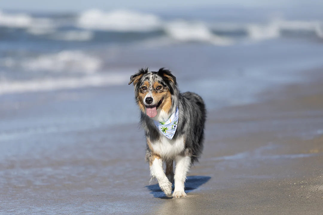 Dog Bandana Co. Shores Dog Bandana Tie & Snap